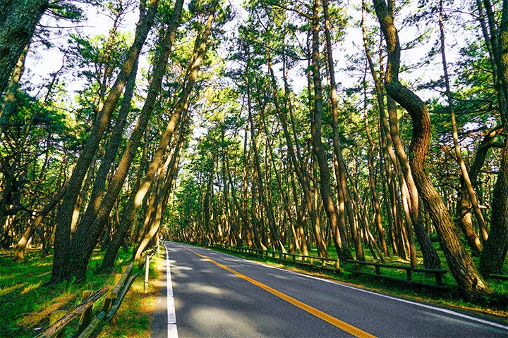 松林を通る道