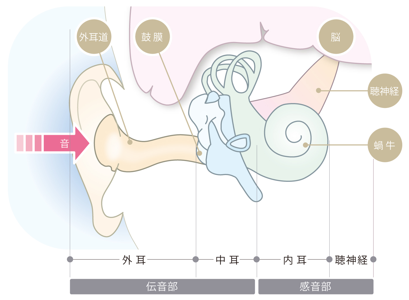 耳の模式図