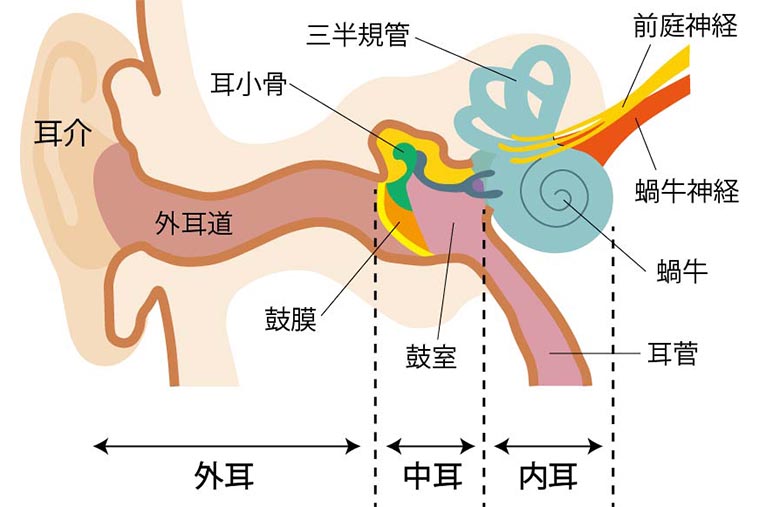 耳の構造