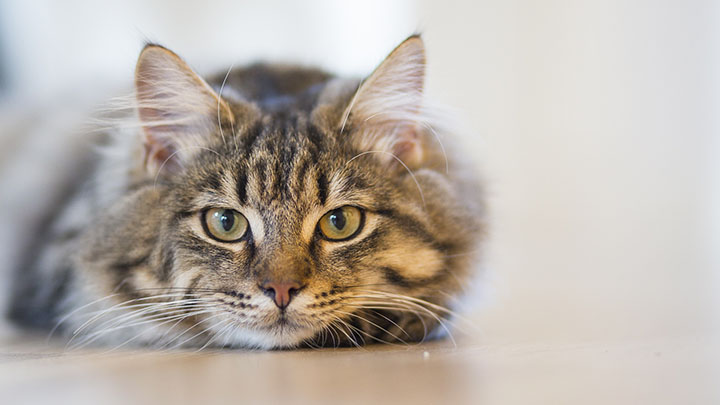 猫