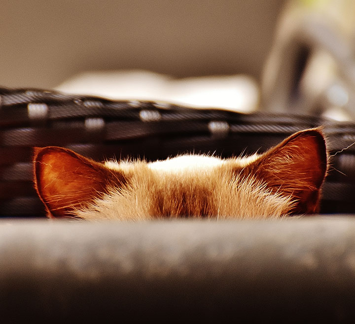 猫の耳