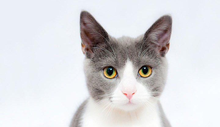 猫