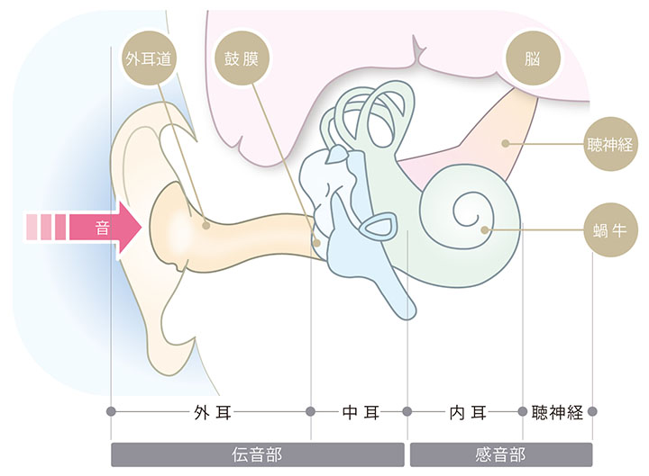 耳の構造