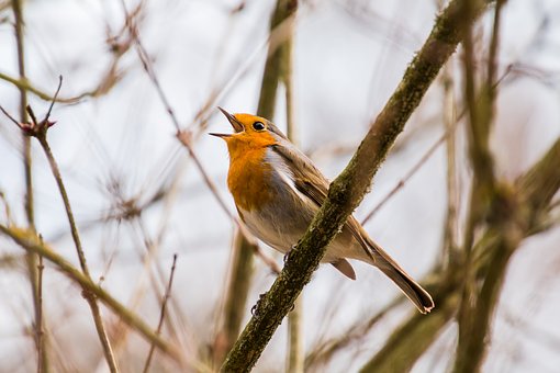 鳥のさえずり