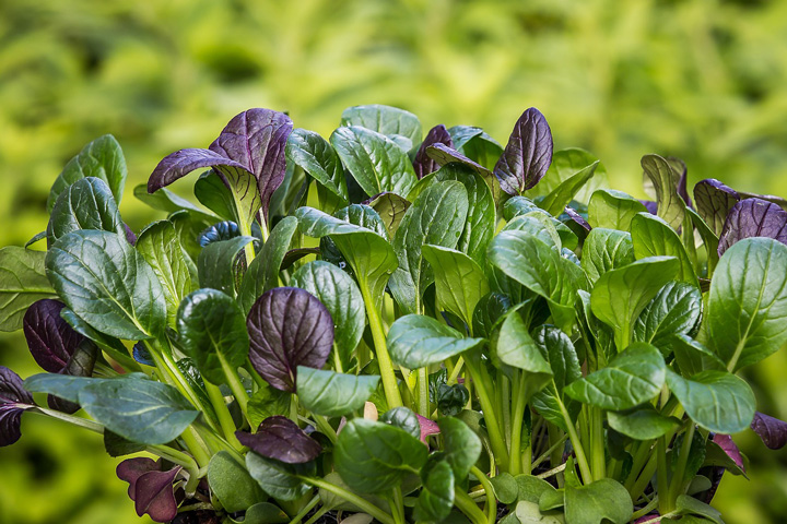 家庭菜園に取り入れたい良い聞こえにつながる野菜たち_緑黄色野菜