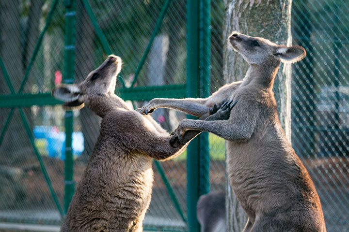 カンガルーボクシング